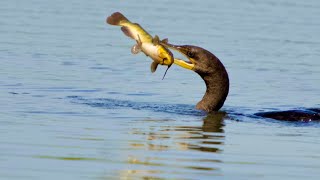 Cormorant Fishing [upl. by Egroeg]