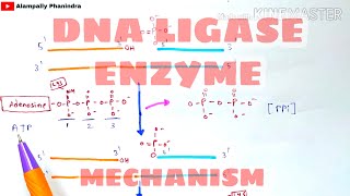 DNA Ligase enzyme and its mechanism  DNA ligation  Bio science [upl. by Candra]