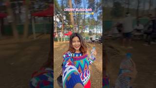 Cherry Blossom 🌸 ‘t Amar Utpaat 😂🤭 minivlog p1 youtubeshorts shortsfeed shorts vlog [upl. by Hartman]