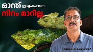 ഓന്ത് ഇഷ്ടം പോലെ നിറം മാറില്ല CHAMELEONS AND CALOTES cannot change their color at will nature [upl. by Stempson]