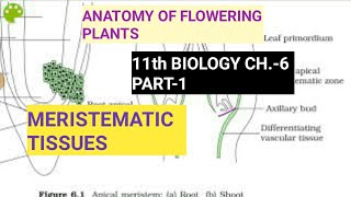 Class 11 BiologyCh6 Part1Meristematic TissuesStudy with Farru [upl. by Irrol]