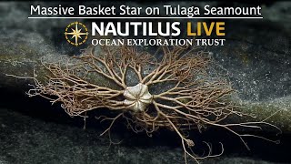 Massive Basket Star on Tulaga Seamount  Nautilus Live [upl. by Zeta]