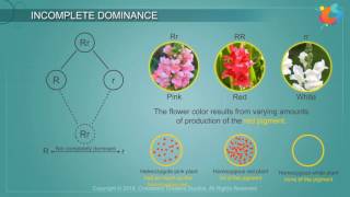 Incomplete Dominance [upl. by Bautram]