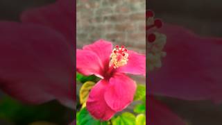 hibiscus gardening fertilizerhibiscusflower short hibiscus garden fertilizer viralvideo [upl. by Razaile194]