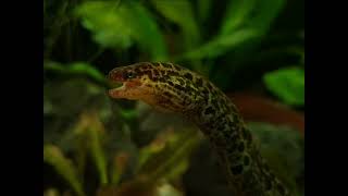 Gymnothorax polyuranodon  Freshwater moray  Tiger moray  Süßwassermuräne xenoaquaria [upl. by Eserehc884]