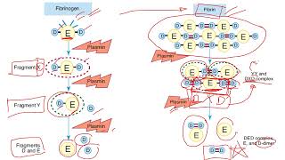 HEMATOLOGY 2 Short Course Review 2024 part 3 [upl. by Atteuqaj]