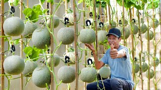 I Wish I Knew This Method Of Growing Cantaloupe Sooner Large And Very Sweet Fruits [upl. by Reginauld]