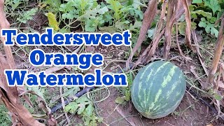 This is a Watermelon Variety That Gardeners Should Try  Harvesting and Taste Testing Watermelon [upl. by Htiek99]