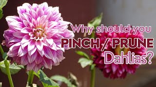 Grow More Dahlias with These Pinching Tips [upl. by Adnerb994]