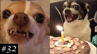 Angry Chihuahuas Compilation 😡🐶 Theyre actually funny [upl. by Eniaral104]