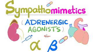 Sympathomimetics Adrenergic Agonists—Epinephrine Norepinephrine  Alpha amp Beta Receptors [upl. by Enyalb]