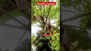 पपीता के फायदे papaya fruit papita farming agriculture tree farmer trending hindi shorts [upl. by Dryfoos899]