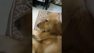 Its True 🤗😌😍trending viralvideos goldenretreiver max ytshorts dog pets [upl. by Particia]