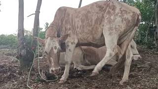 Cow chewing cud [upl. by Nazay]