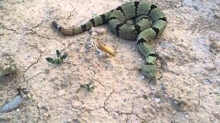 My Banded Rock Rattlesnake  Crotalus lepidus klauberi [upl. by Rudolfo]