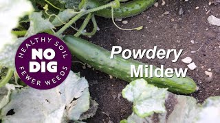 Powdery Mildew why it happens mostly not a worry [upl. by Sila]