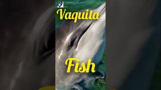 Vaquita Fish October 2024pukhtanarelaxingworldsurvivingvlogs fishs [upl. by Egbert373]