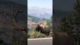 You’ll find amazing wildlife roaming every corner of Estes Park Colorado🦌 [upl. by Anual]