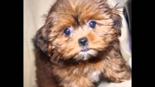 Watch a Shorkie puppy grow [upl. by Fuller]