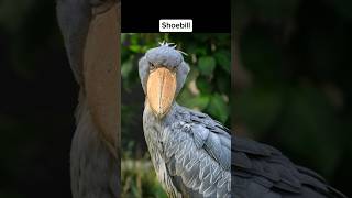 The scariest birds sound in the world ☠viralvideo youtubeshorts [upl. by Watts]