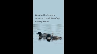 World’s oldest loon pair returns to UP wildlife refuge will they reunite [upl. by Nniroc740]