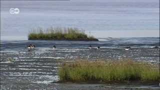 Das Wattenmeer in 60 Sec  UNESCO Welterbe [upl. by Asilej]