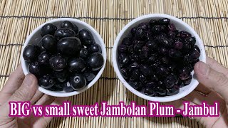 Big vs Small Sweet Jambolan Plum  Jambul  Syzygium jambos  Natural Fruit [upl. by Arney]