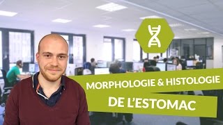 Physiologie digestive Morphologie et histologie de l’estomac  Physiologie  digiSchool [upl. by Halimeda]