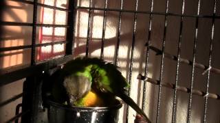 Momo unser Mohrenkopf Papagei  Parrot beim Bad im Wassernapf funny [upl. by Pontias552]