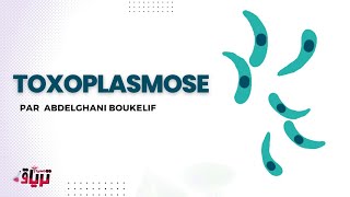 Parasitologie  TOXOPLASMOSE par ABDELGHANI BOUKELIF [upl. by Feune209]