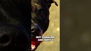 Origins of the Staffordshire Bull Terrier [upl. by Nagram]