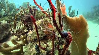 Reef Dives in Bayahibe Dominican Republic [upl. by Dde]