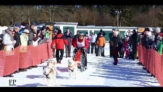 Schlittenhunderennen in Seiffen [upl. by Nedaj]