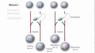 Visualizing Nondisjunction [upl. by Valley]