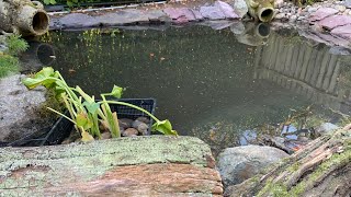 Pond relining In Epping Essex [upl. by Blank982]