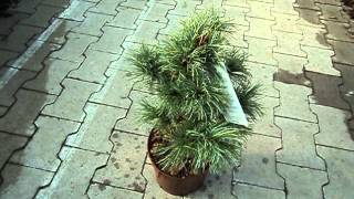 Pinus parviflora Schoons Bonsai [upl. by Avehs]