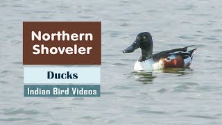 The Northern Shoveler Spatula clypeata  Indian Bird Videos [upl. by Mindi]