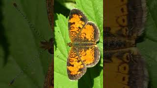 Pearl Crescent Phyciodes tharos¹  Observed in Description [upl. by Segal]