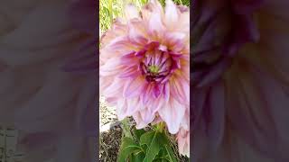 Pink Dahlias flowers garden nature [upl. by Cyndia]