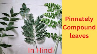 Pinnately Compound leaf what is itUnipinnateBipinnateTripinnatedecompound In Hindi [upl. by Enrobialc]