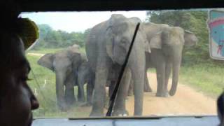 Wasgamuwa Sri Lanka Elephant Charge 2 [upl. by Ijneb]