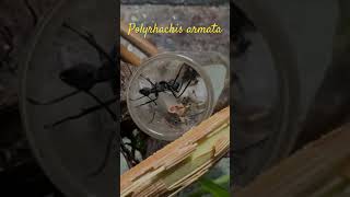 Polyrhachis armata une espèce exotique dans mon élevage 😱 polyrhachis terrarium fourmis [upl. by O'Rourke]