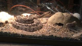 Eastern diamond back rattle snake Crotalus adamanteus [upl. by Abijah]