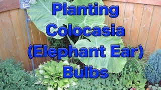 Planting Colocasia Esculenta Bulbs [upl. by Felipe36]