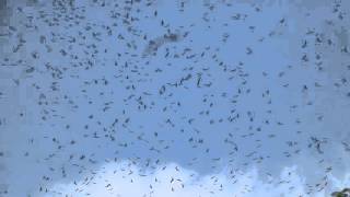 Hawk migration  kettling over Summit Gardens Panama 2 [upl. by Accemahs]