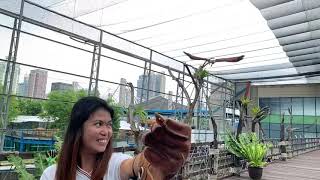 Brahminy kite [upl. by Fineberg]