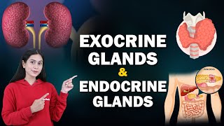 Endocrine System and Adolescence  Exocrine Glands amp Endocrine Glands  Home Revise [upl. by Symons]