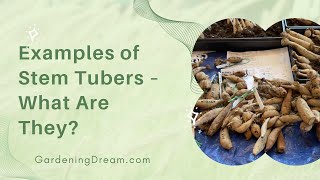 Examples of Stem Tubers – What Are They [upl. by Anihcak509]