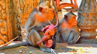 God help nowWhy is mother monkey ALIKA do like that with her baby monkey ALIS [upl. by Norre]