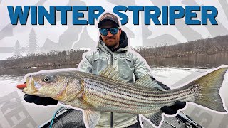 Winter River Striped Bass Fishing [upl. by Sheffield]